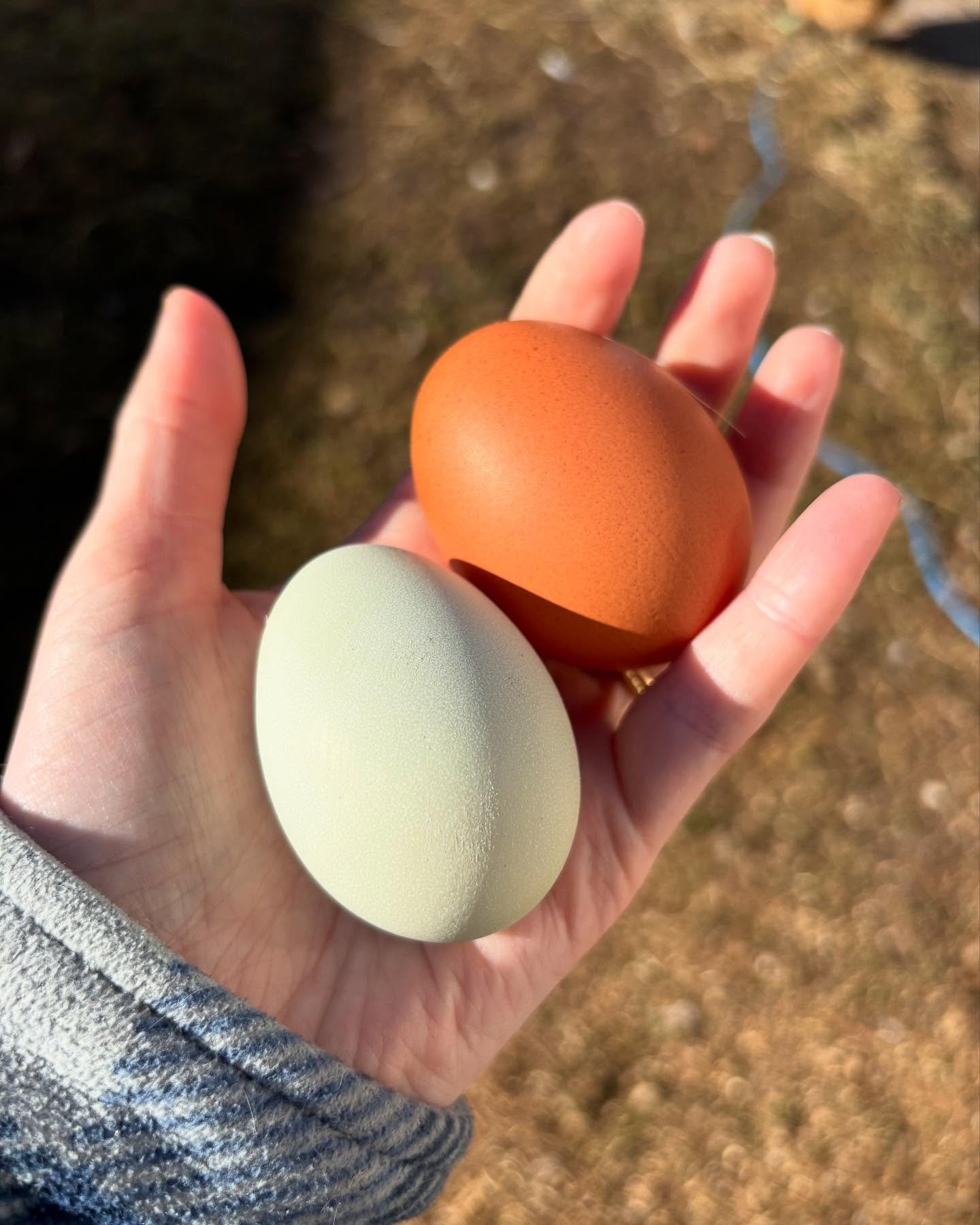 470951630_17972294588807568_9198912272382204484_n Farm-Fresh Egg CSA Share — Weekly Dozen from Pasture-Raised Hens - Image 4