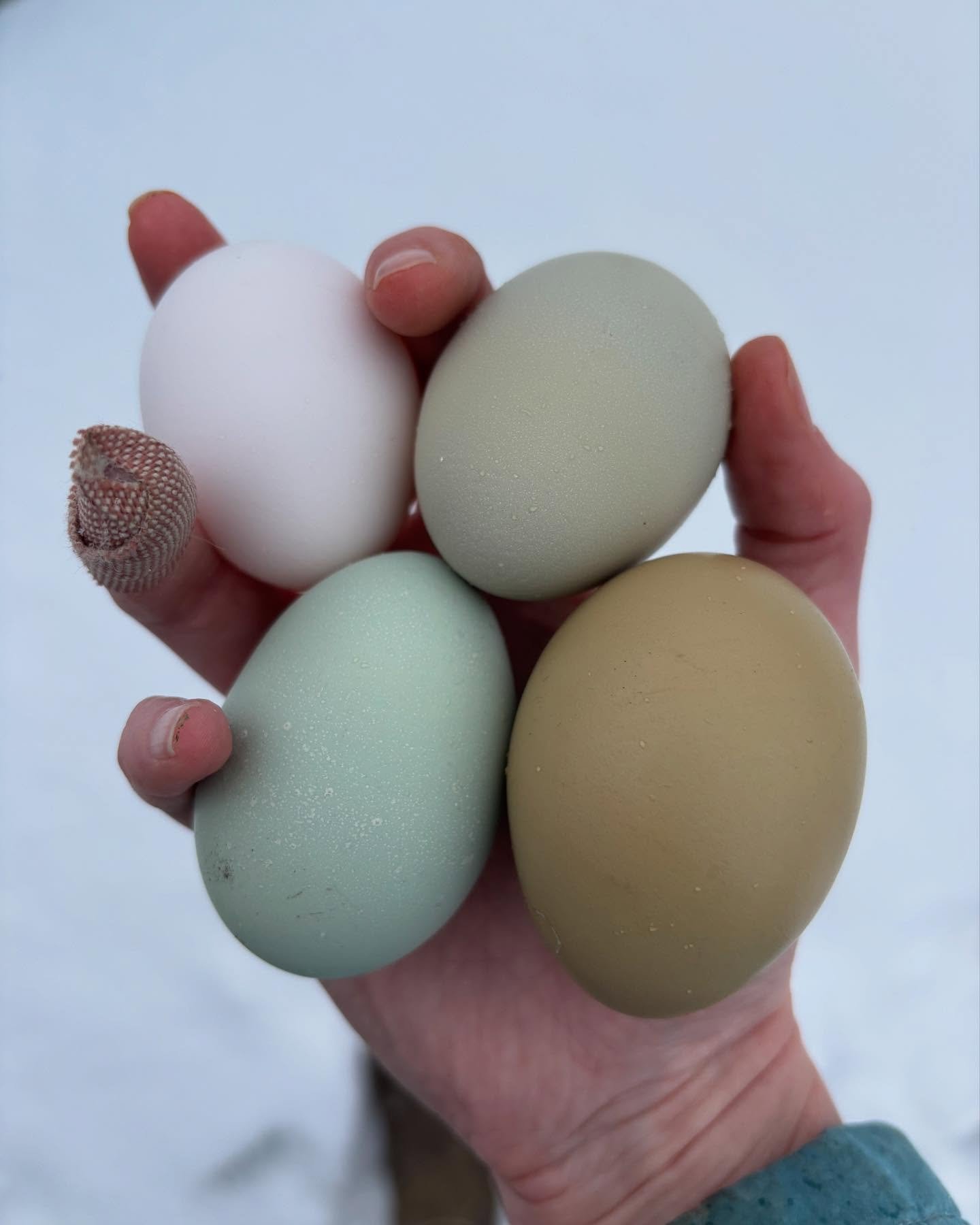farm fresh egg csa share farm fresh egg csa share