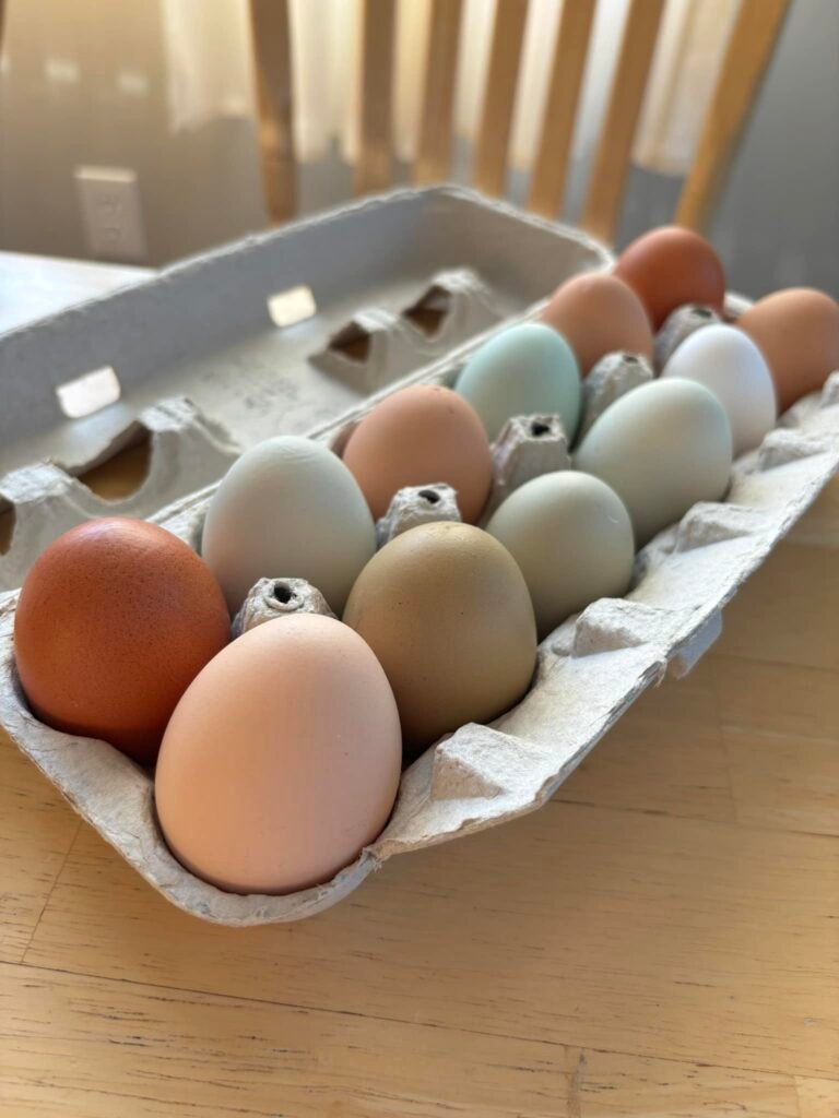 farm fresh egg csa share