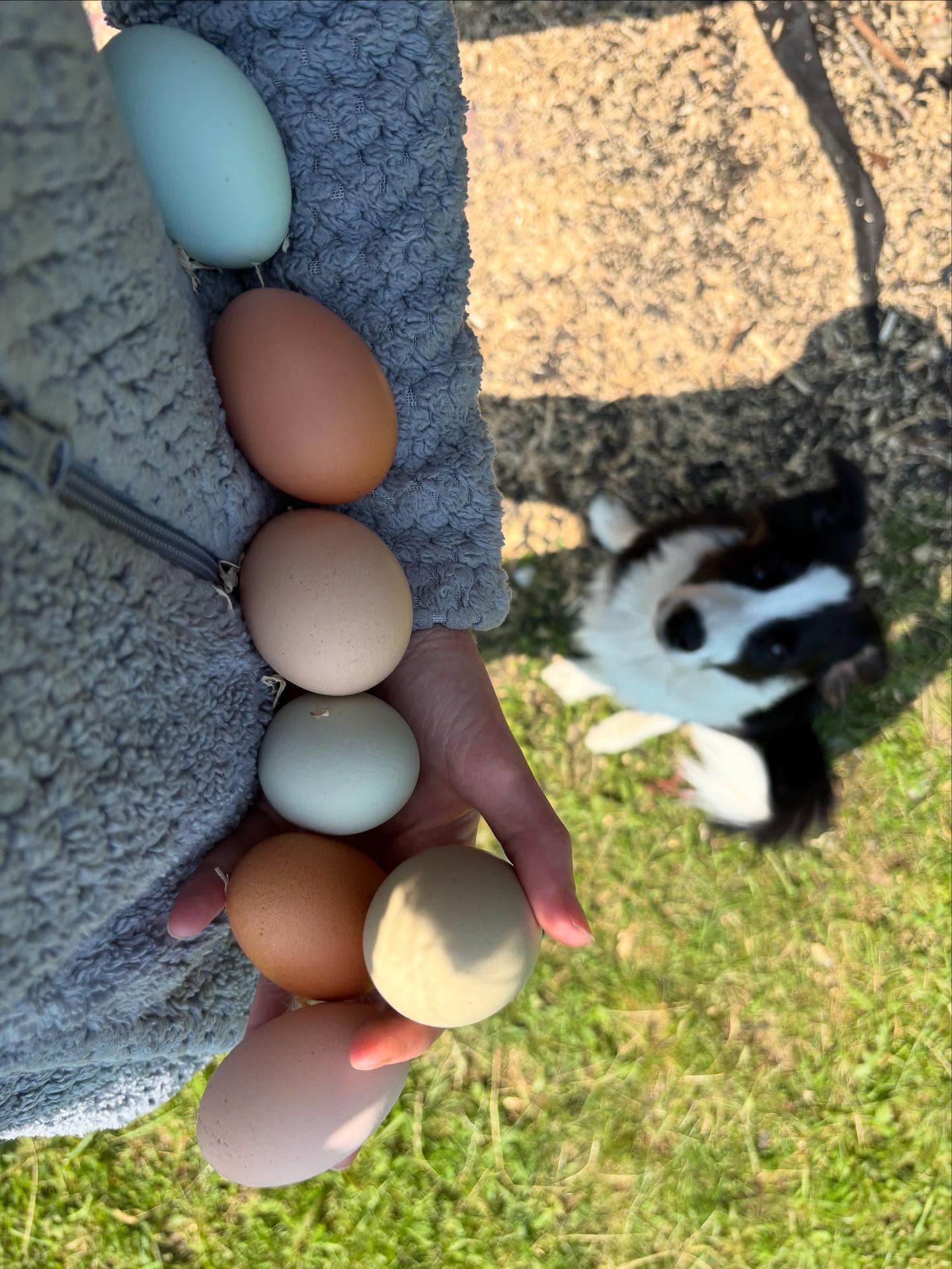 farm fresh egg csa share farm fresh egg csa share