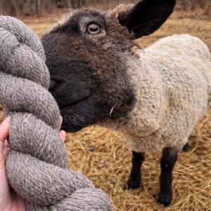 Farm Raised Yarn