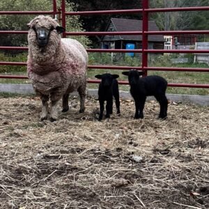 Lyla x Omar Lamb Deposit