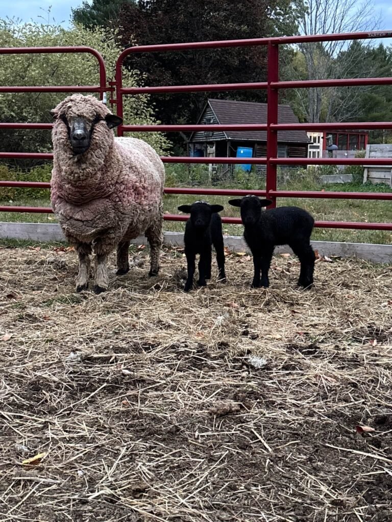 Lyla x Omar Lamb Deposit